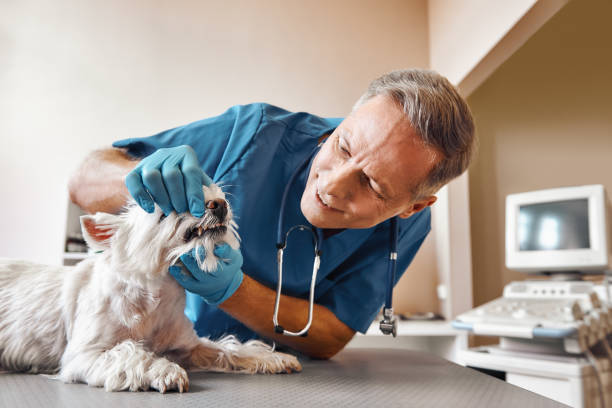 Best Weekend Emergency Dentist in Leona Valley, CA